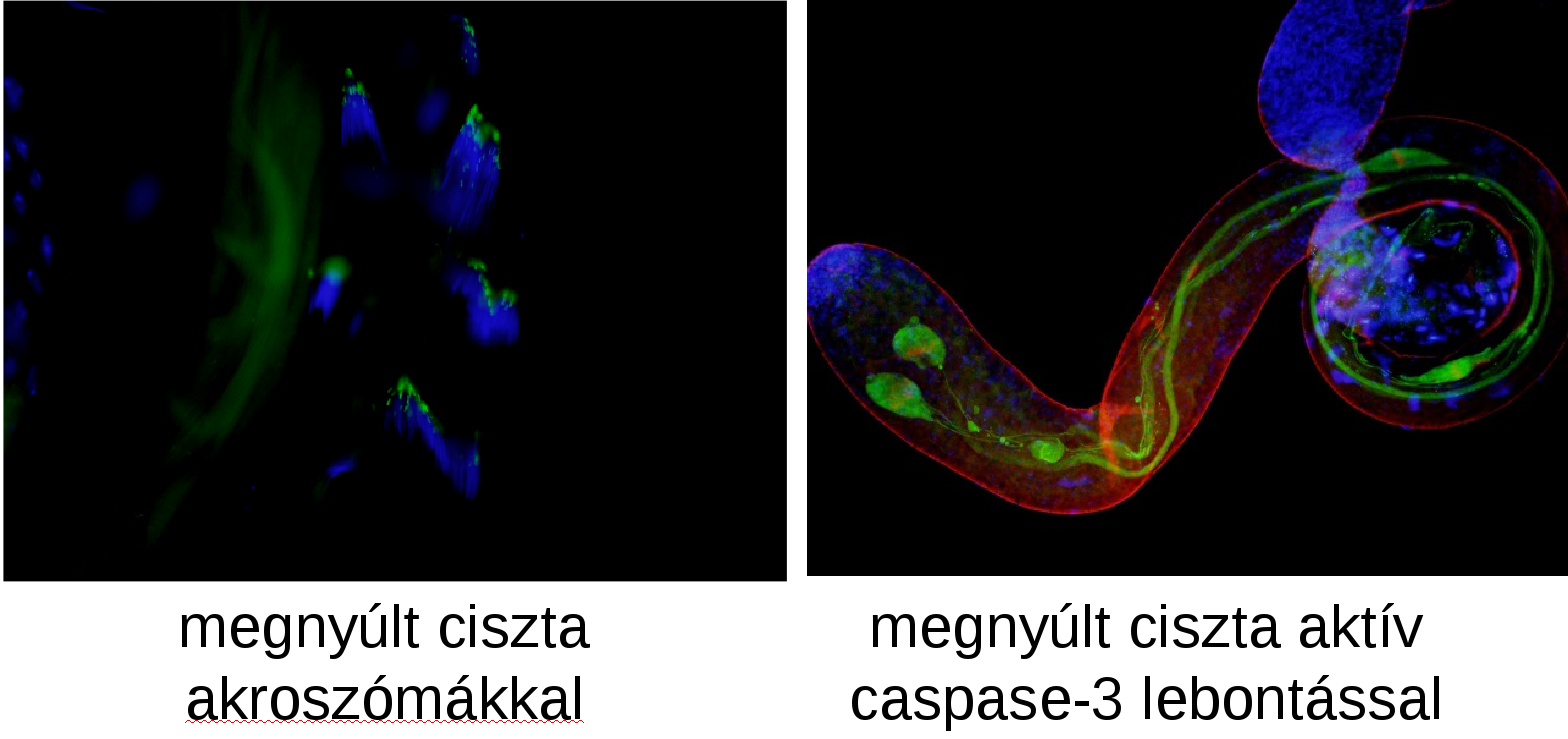hu:tansz:genetika:csoportok:grp3:grp3-3.png